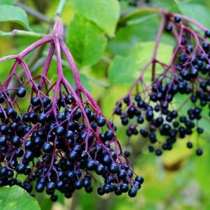 Elderberries